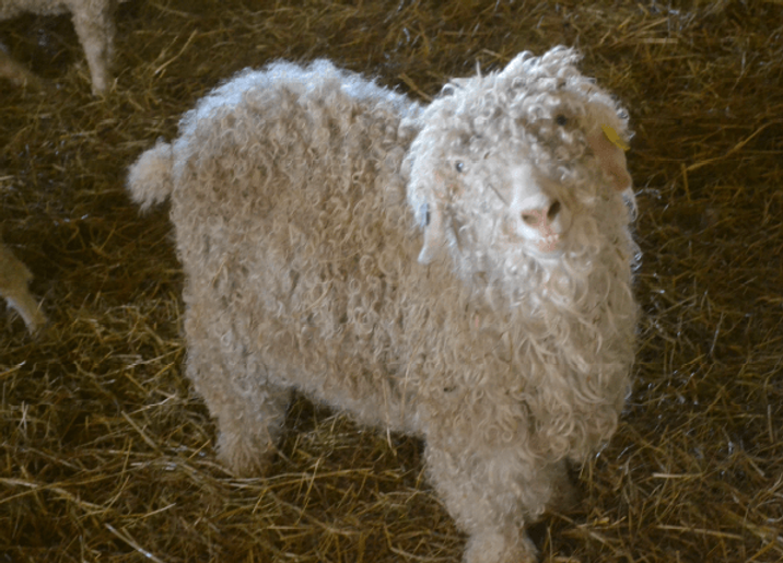 Lessive laine ou linge délicat